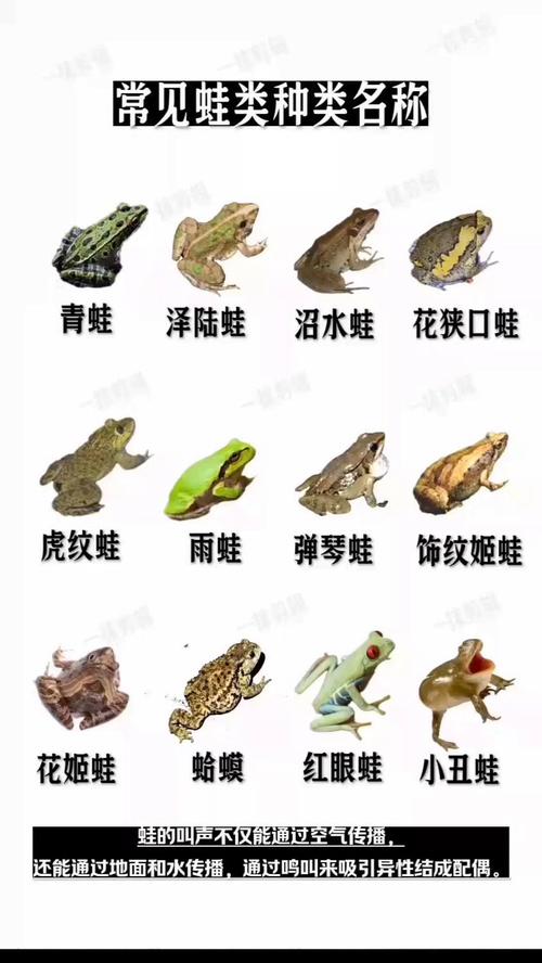 各种蛙的图片和名称