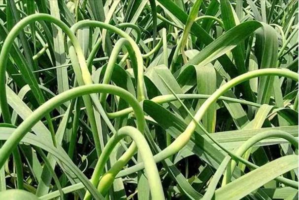 蒜苔种子怎么种植视频