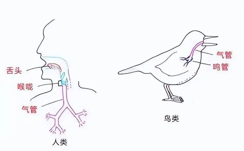 鹦鹉能理解语言吗