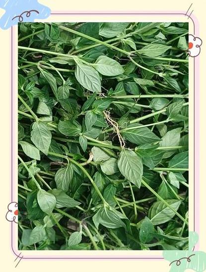 六角草的图片