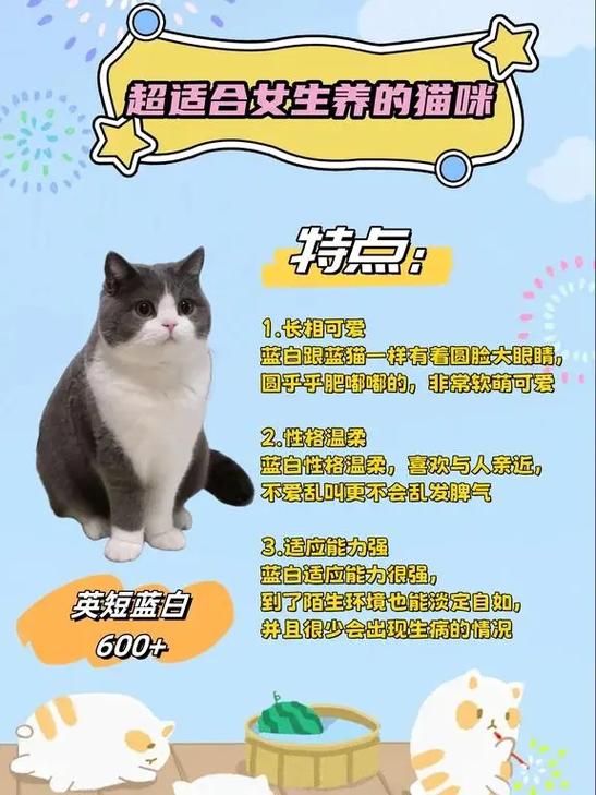 新手养猫的注意事项有哪些