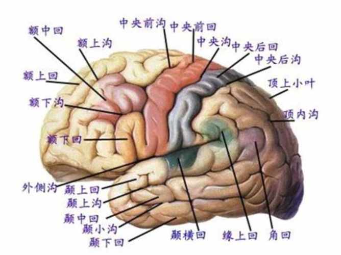 大脑主管人体的什么