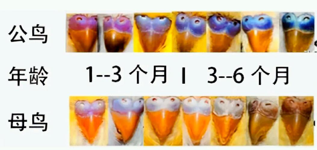 鹦鹉怀孕最明显三个迹象