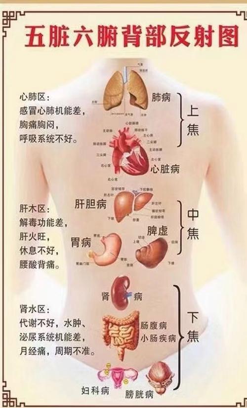 人体结构疼痛部位图解大全
