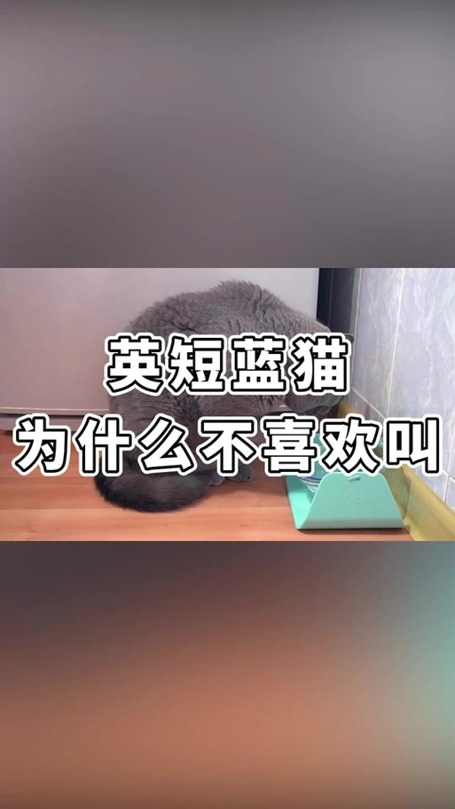 蓝猫为什么不会喵喵叫