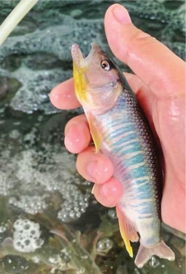 马口鱼