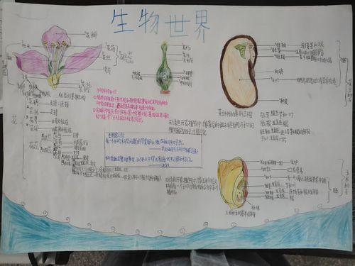 初一上册生物阳光课堂答案