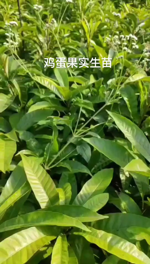 鸡蛋果苗种植视频