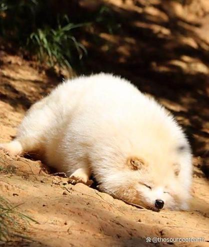 胖狐狸图片