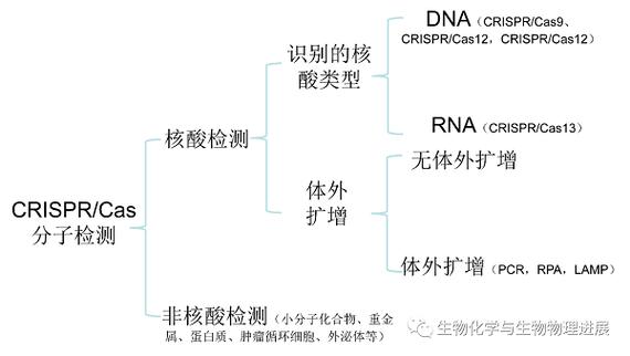 DX检查是什么