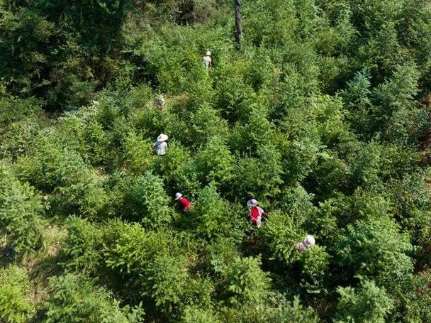 山林种植什么经济效益好
