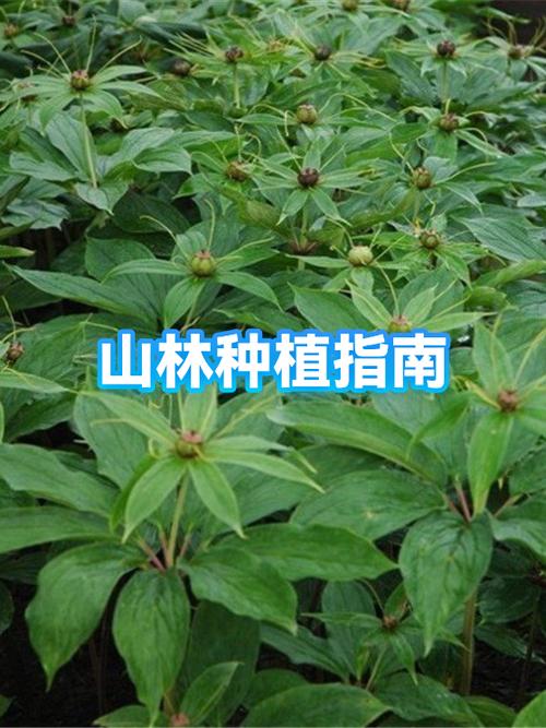 山林种植什么经济效益好截图2