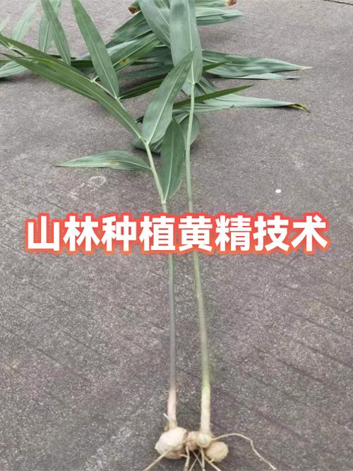 山林种植什么经济效益好截图3