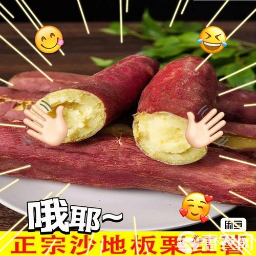 秦薯5号红薯简介正版 秦薯5号红薯简介正版