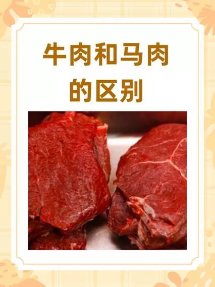 马肉和牛肉哪个好吃